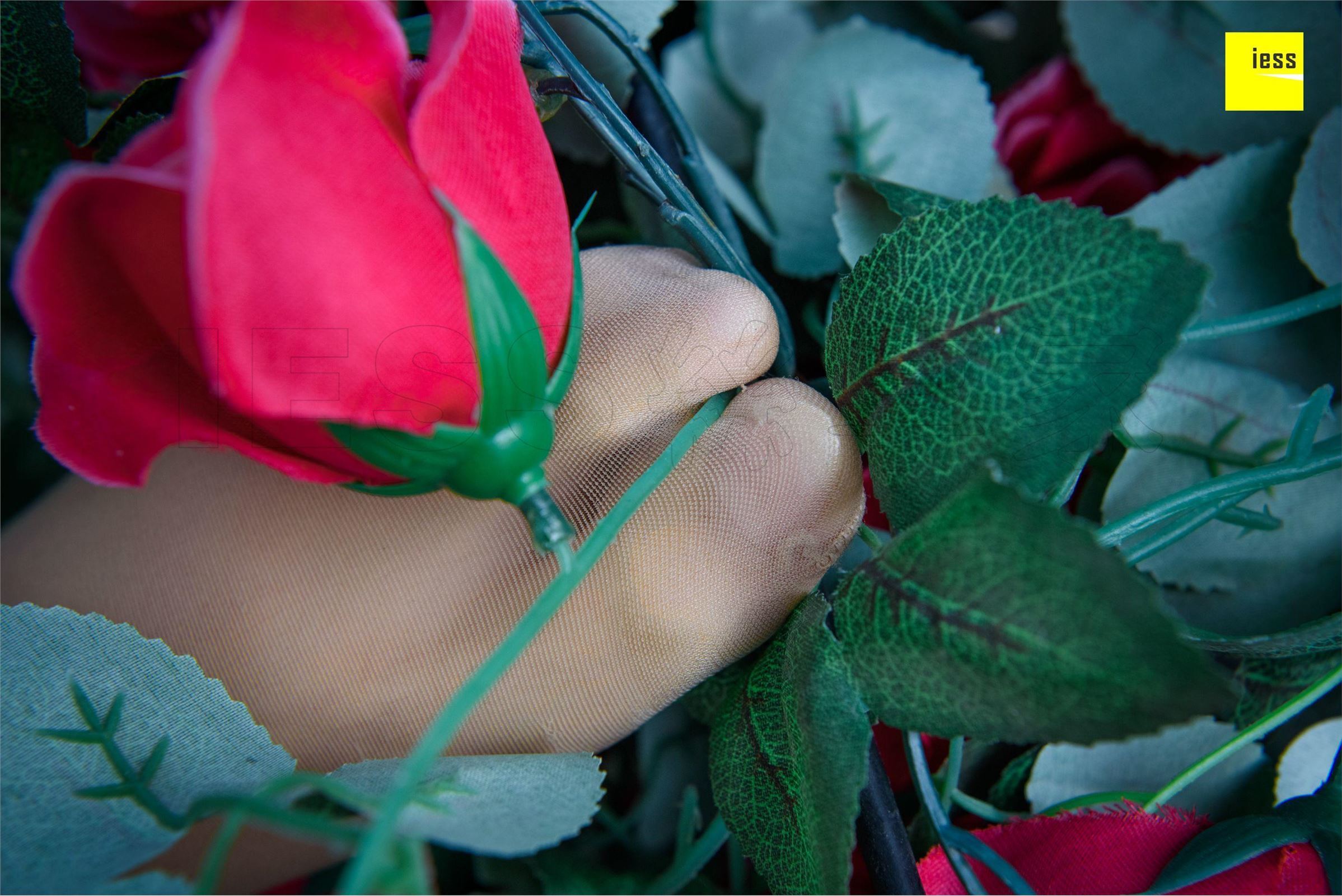 [IESS异思趣向]2018-02-01 No.161婉萍《玫瑰与肉丝》